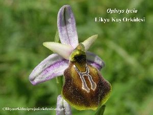 Ophrys1